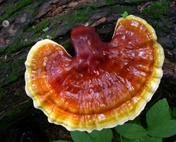 Ganoderma tsugae, view of the top of the cap. It is dry but appears varnished.